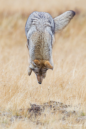 Coyote Pouncing - CEF00072