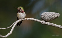 CEHB00050 - Caliope Hummingbird