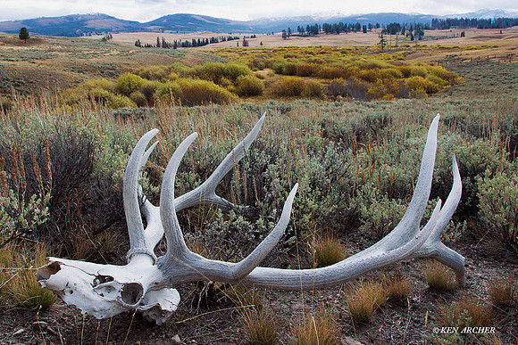 EK05185 Rocky Mountain Elk