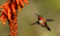 SDRH00014 - Allen's Hummingbird