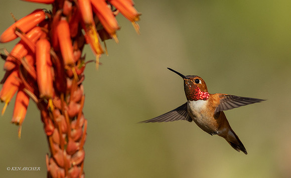 SDRH00014 - Allen's Hummingbird