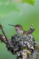 RH00516-Rufus-Hummingbird-Nest