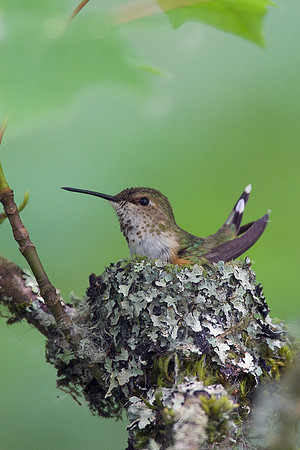 RH00516-Rufus-Hummingbird-Nest
