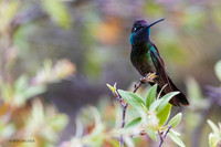 AZRH00002 - Ravoli's Hummingbird