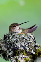 RH00512-Rufus-Hummingbird-Nest