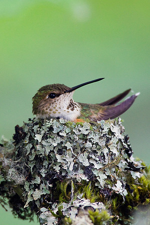 RH00512-Rufus-Hummingbird-Nest