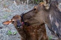 Rocky Mountain Cow Elk with newborn calf - RMEK01164