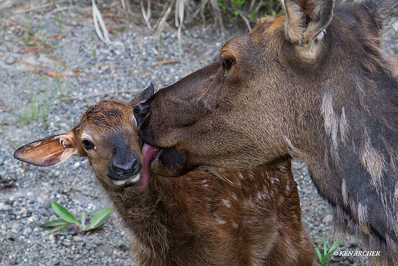 Rocky Mountain Cow Elk with newborn calf - RMEK01164