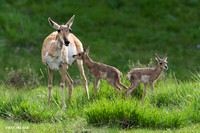 Pronghorn Antelope Doe with Twin Fawns - PHAE00057