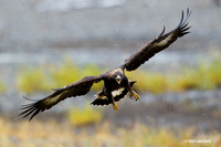 Golden Eagle - GE00079