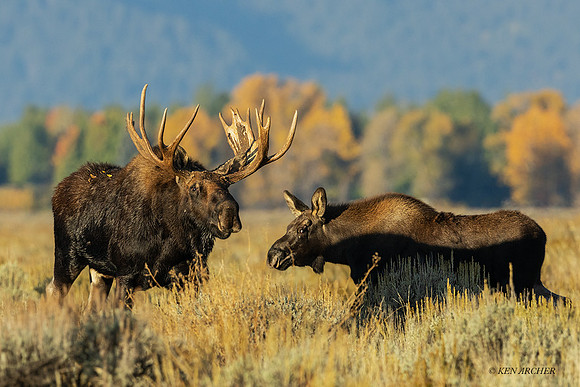 SHMS03809 - Shiras Moose
