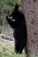 BKBR01559 _ Black Bear