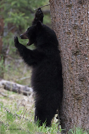 BKBR01559 _ Black Bear