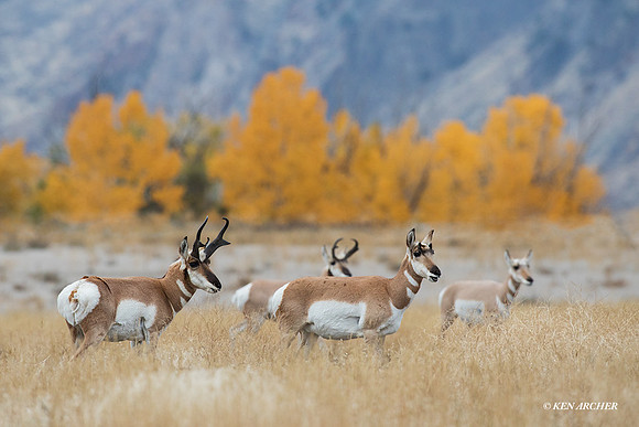 PHAE01762 _ Pronghorn Antelope