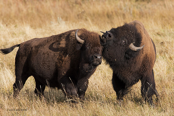BN01602 - Bison