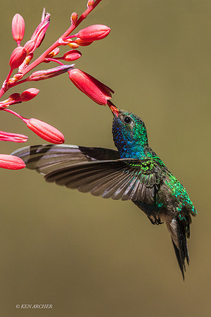 AZBH00116 - Broad-billed Hummingbird
