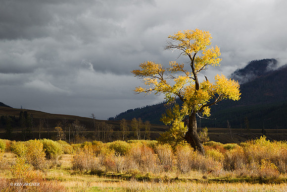 YSNP00860 Yellowstone National Park