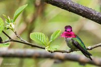 ANHB00161 - Anna's Hummingbird