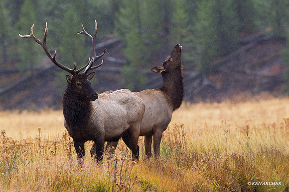 Rocky Mountain Bull Elk and Cow - EK04546
