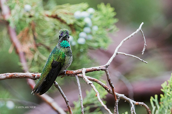 AZHB00053 - Rivoli's (Magnificent) Hummingbird