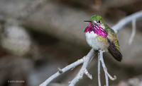 CEHB00018 - Caliope Hummingbird