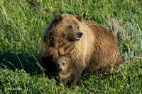 Grizzly Bear Sow with Cub - GRZ00255