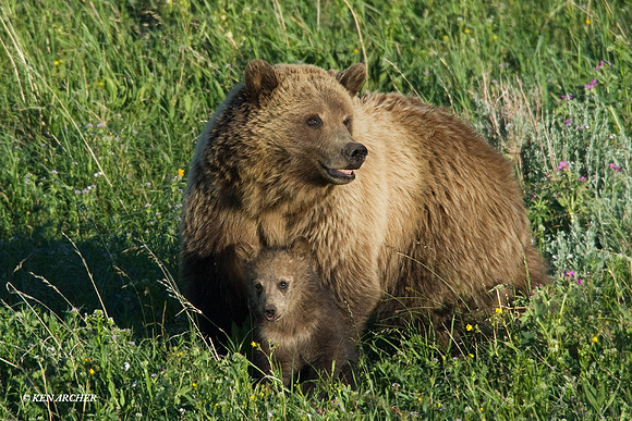 Grizzly Bear Sow with Cub - GRZ00255