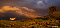 Pronghorn Antelope - PASP00067