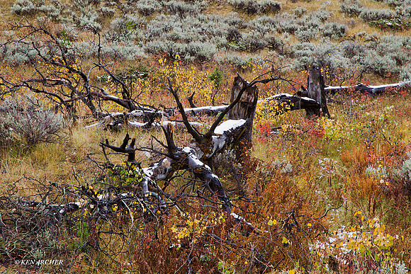 YSNP00659 Yellowstone National Park