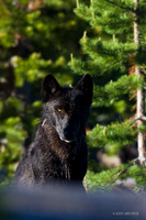 Gray Wolf - GW00356b