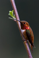 RH00855-Rufus-Hummingbird