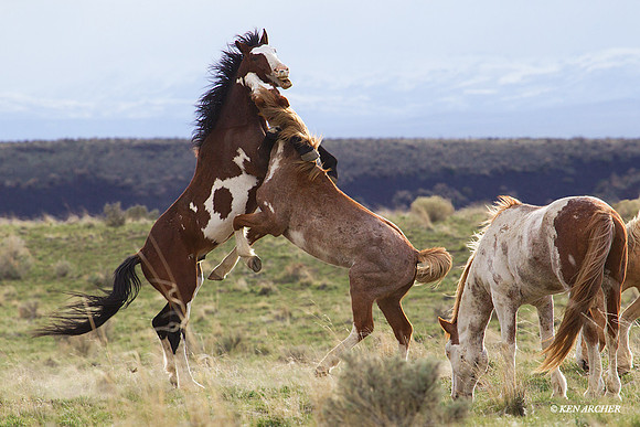 WDHS01303 Wild Horse, Oregon