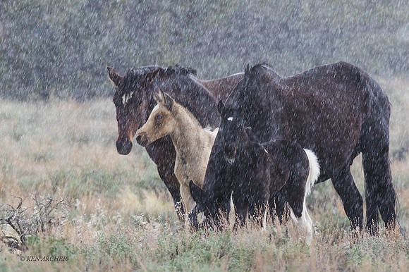 WDHS03279 - Wild Horse