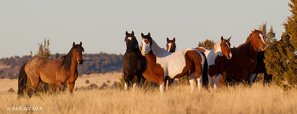 Wild Horses, Steens - WDHS00510
