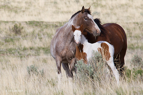 WDHS00648 Wild Horses, Steens - WDHS00648
