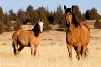 WDHS00367 Wild Horses, Steens