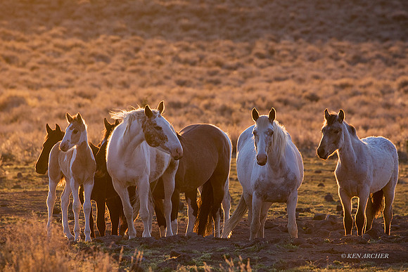 WDHS03631 - Wild Horse