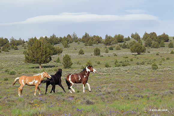 WDHS01739 - Wild Horses, Steens Mountain