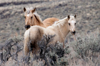 WDHS00235-Wild-Horses,-Steens