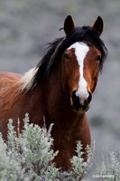Wild Horse, Stallion - WDHS00361