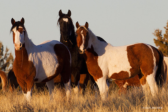 WDHS00503 Wild Horses, Steens