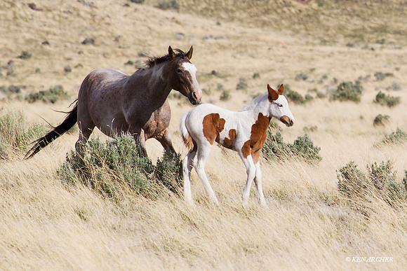 WDHS00785 Wild Horses, Steens