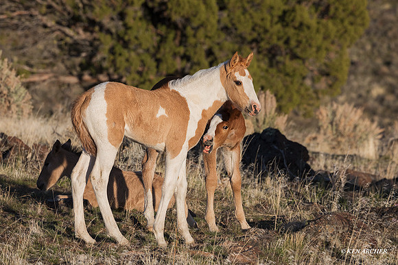 WDHS03566 - Wild Horse