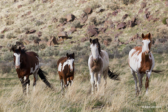 WDHS01106 - Wild Horse, Oregon