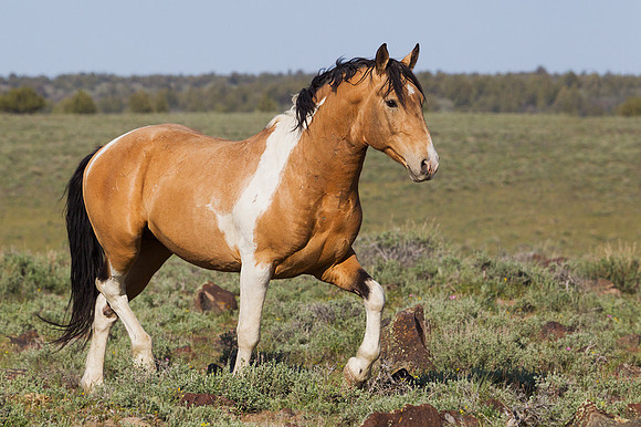 WDHS0214 - Wild Horses