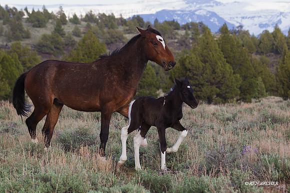 WDHS03103 - Wild Horse