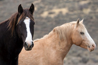 WDHS00266-Wild-Horses,-Steens
