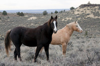 WDHS00262-Wild-Horses,-Steens