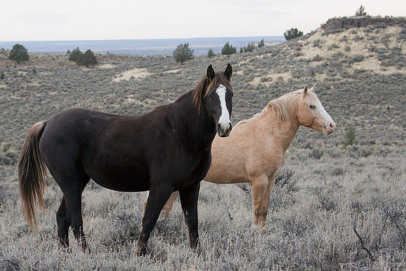 WDHS00262-Wild-Horses,-Steens