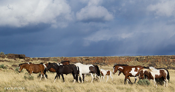 Wild Horse Herd - WDHS00821